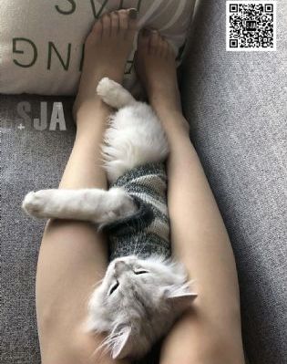 索尼克3大电影免费观看